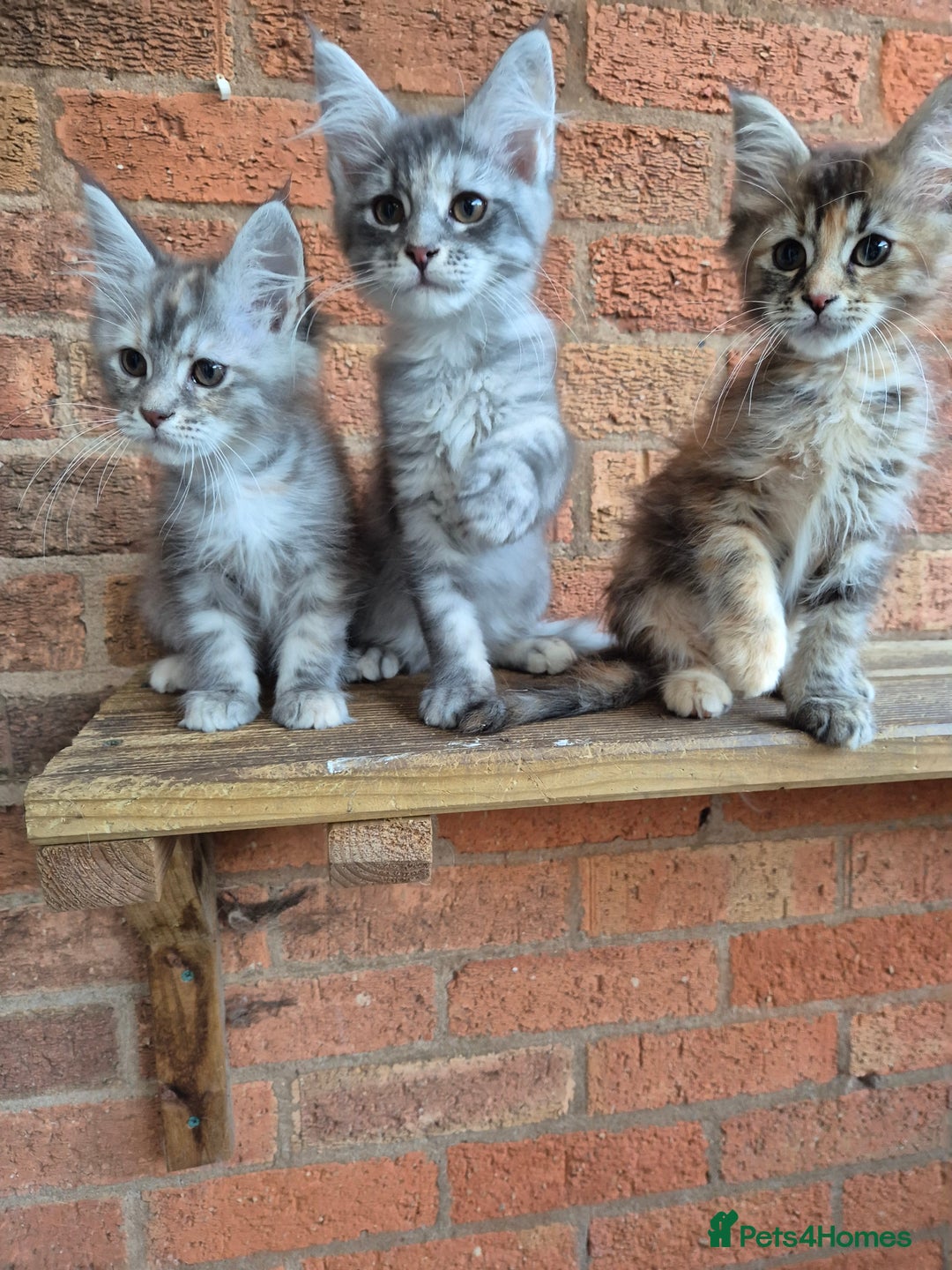 Maine Coon cats for sale: 2 Boys 3 girls Maine Coones kittens - Advert 8