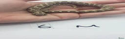 Snake reptiles for sale: Baby Western Hognoses mixed sex and morphs From - Advert 13