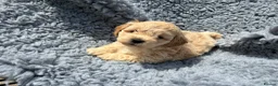 Shihpoo dogs for sale: Beautiful litter of shihpoo puppies - Advert 4