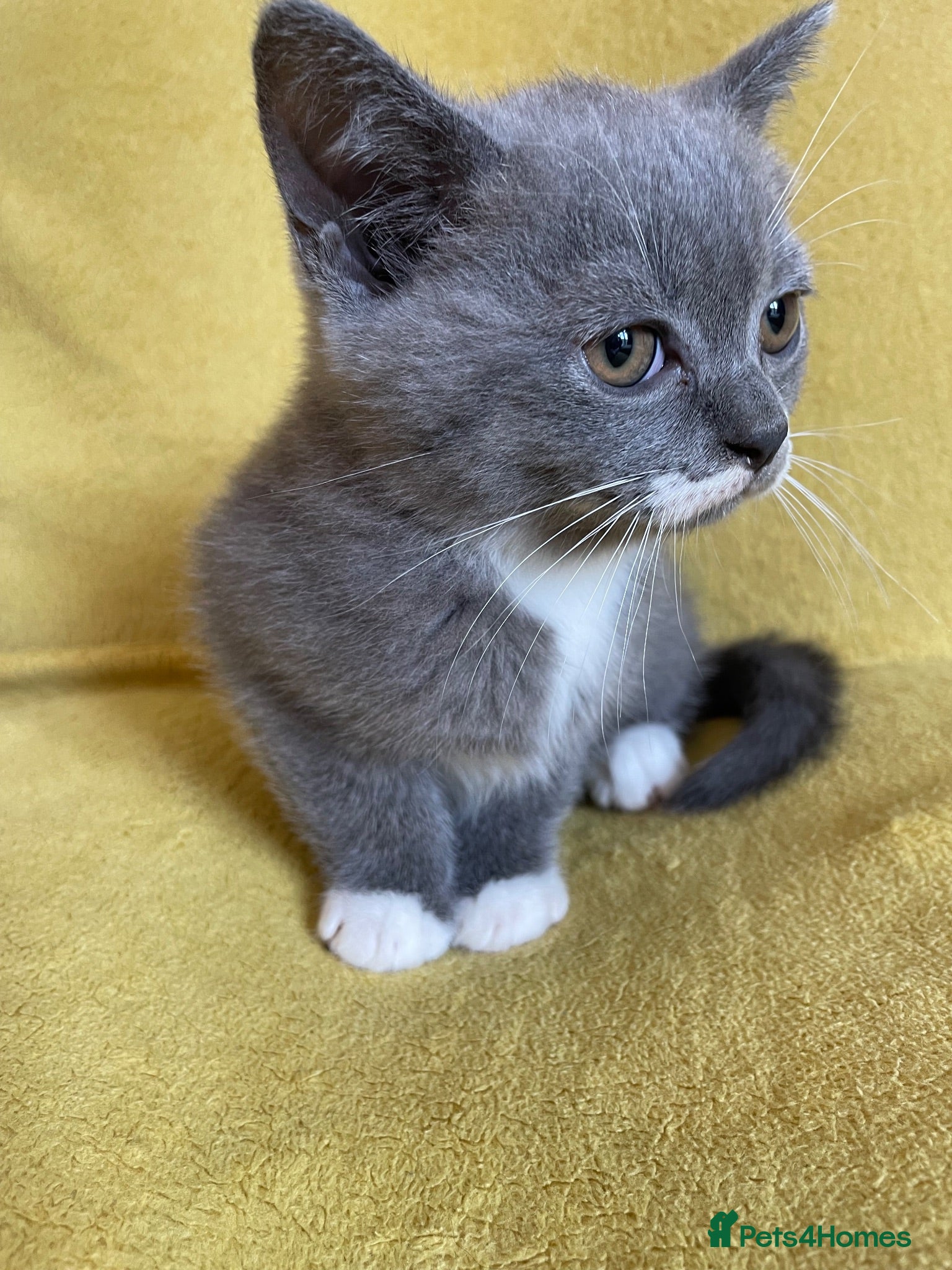 Scottish Fold cats Champion Line Scottish Fold X British short hair - Advert 13
