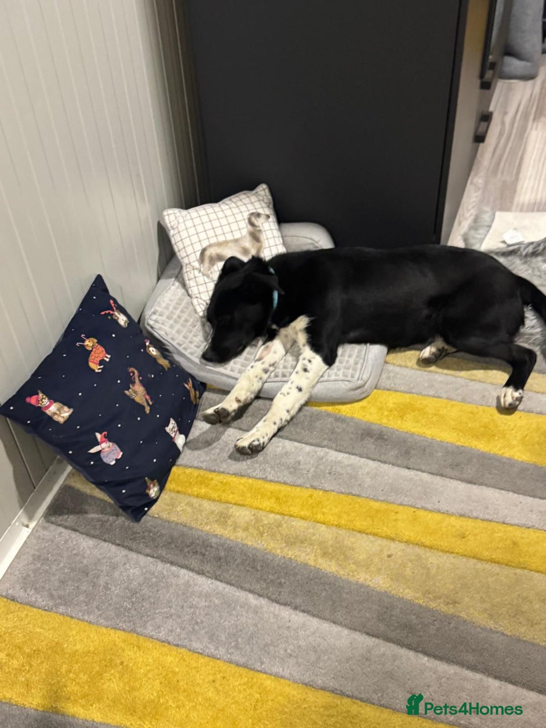 Mixed Breed dogs for adoption: Gorgeous Maylo looking for love - Advert 18