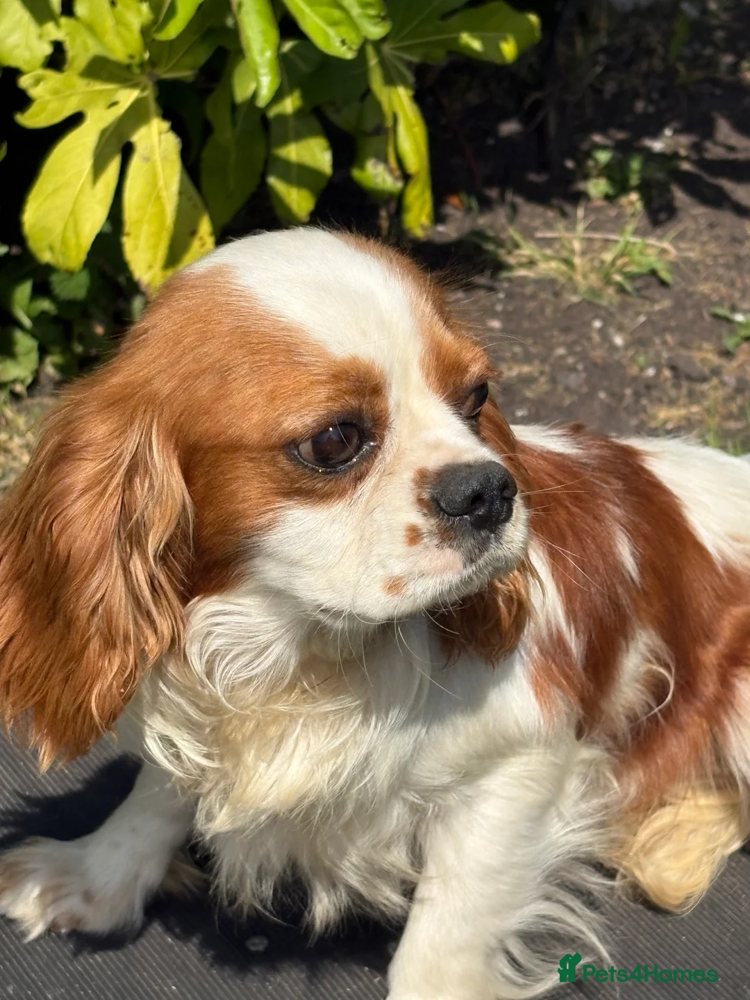 Cavalier King Charles Spaniel dogs for stud: Beautiful Blenheim cavalier stud boy  in Southport - Advert 11