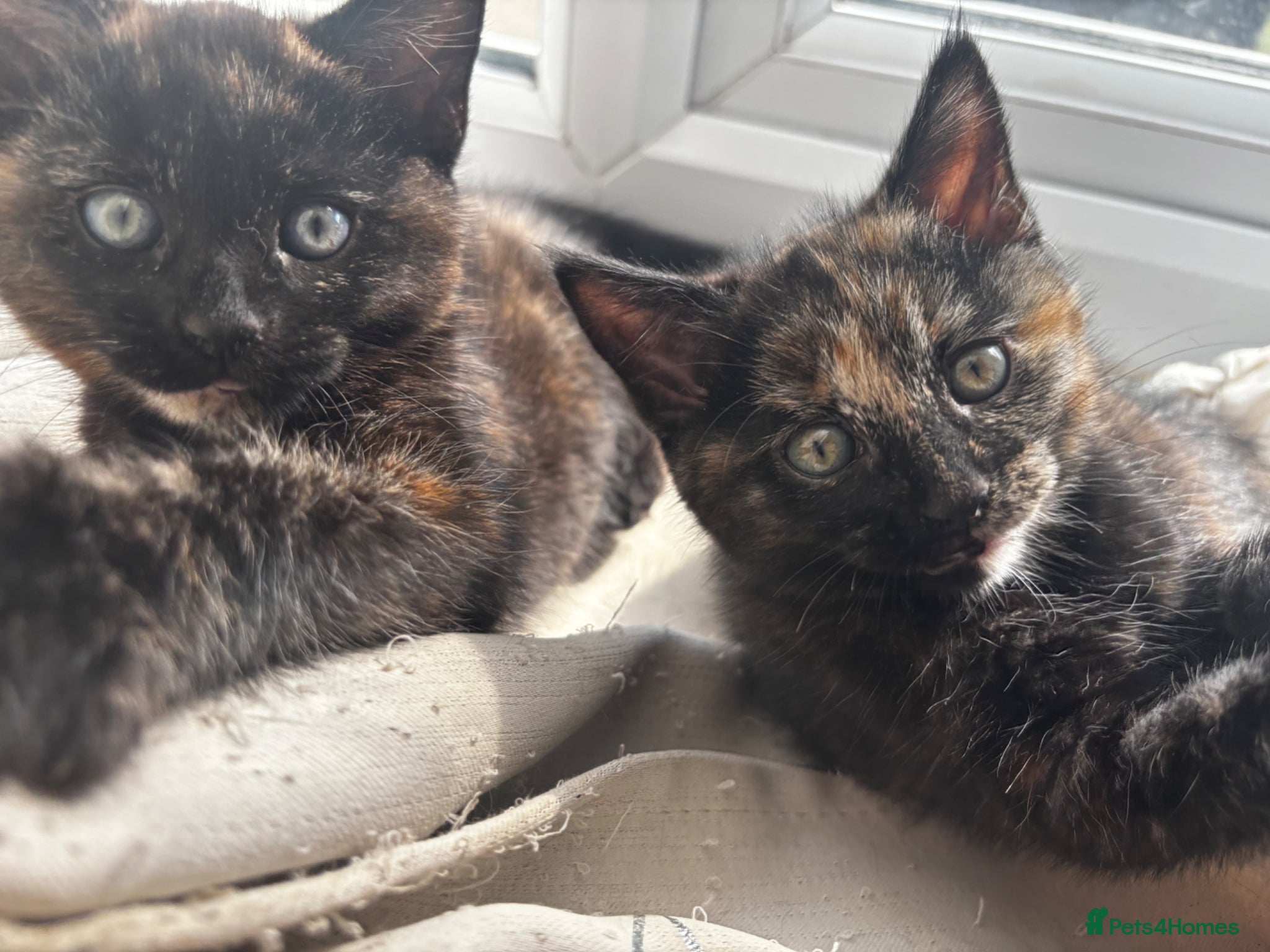 Bengal cats Beautiful bengal cross kittens  - Advert 2