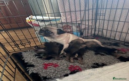 Mixed Breed dogs for sale: Beautiful F1 Daug puppies for sale  - Advert 5