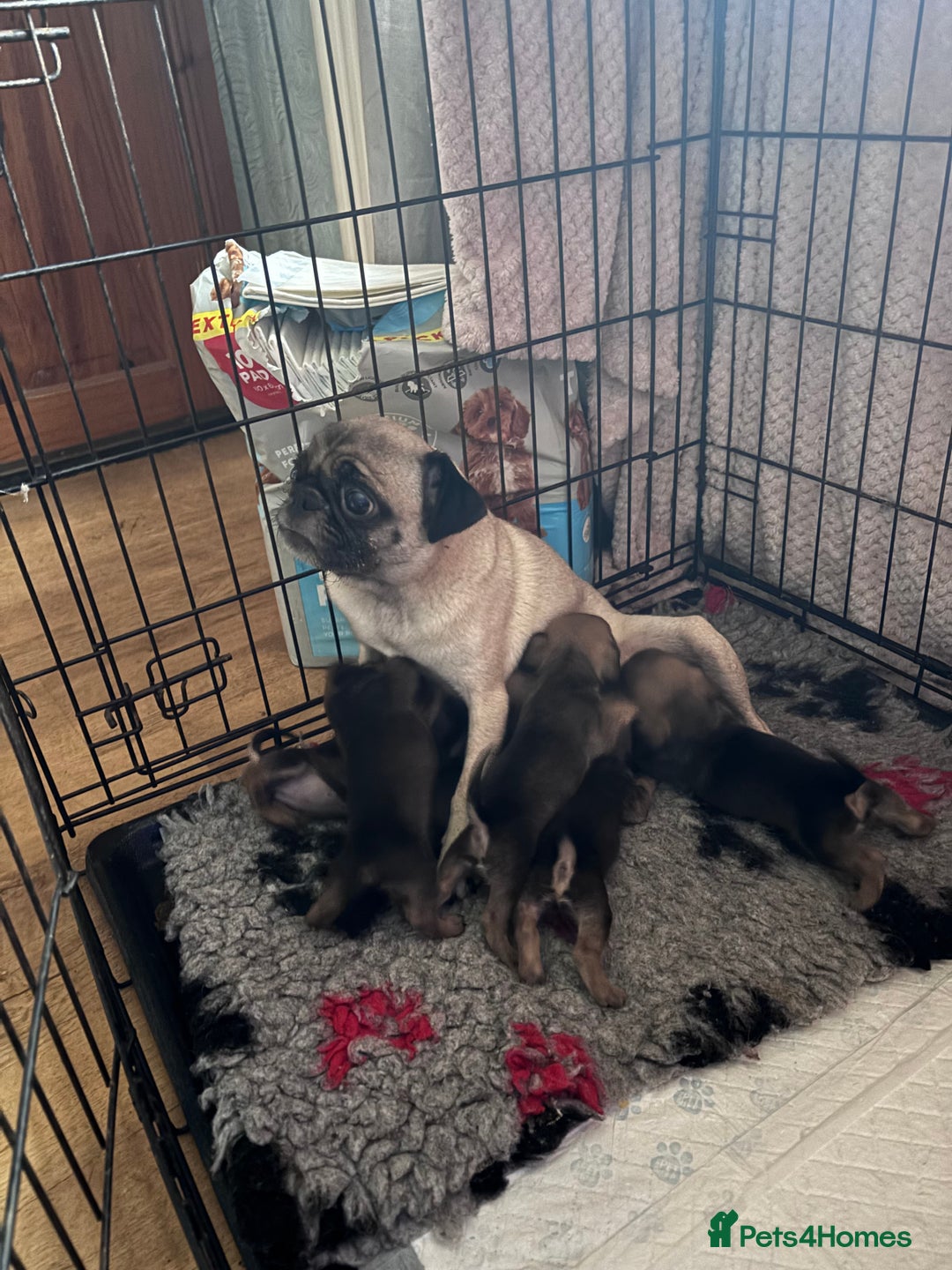 Mixed Breed dogs for sale: Beautiful F1 Daug puppies for sale  - Advert 5