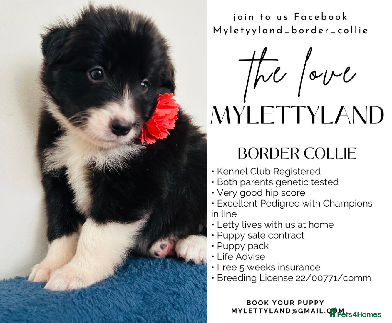 Border Collie dogs 5⭐️ KC DNA tested champions border collie  - Advert 3