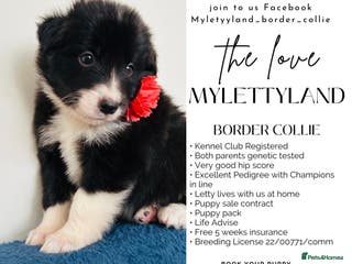 Border Collie dogs 5⭐️ KC DNA tested champions border collie - Advert 3