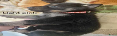 German Shepherd Pup light pink collar