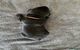 Labrador Retriever dogs for sale: 5* breeder🐾beautiful glossy black puppies ❤️  - Image 30