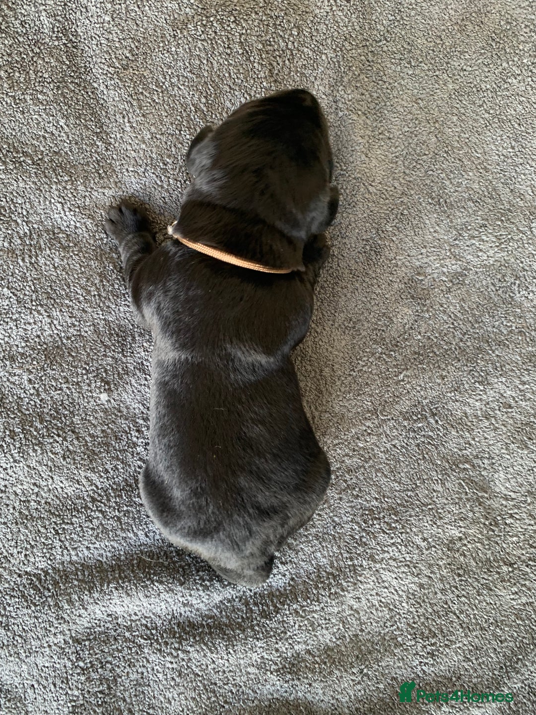 Labrador Retriever dogs for sale: 5* breeder🐾beautiful glossy black puppies ❤️  - Image 30