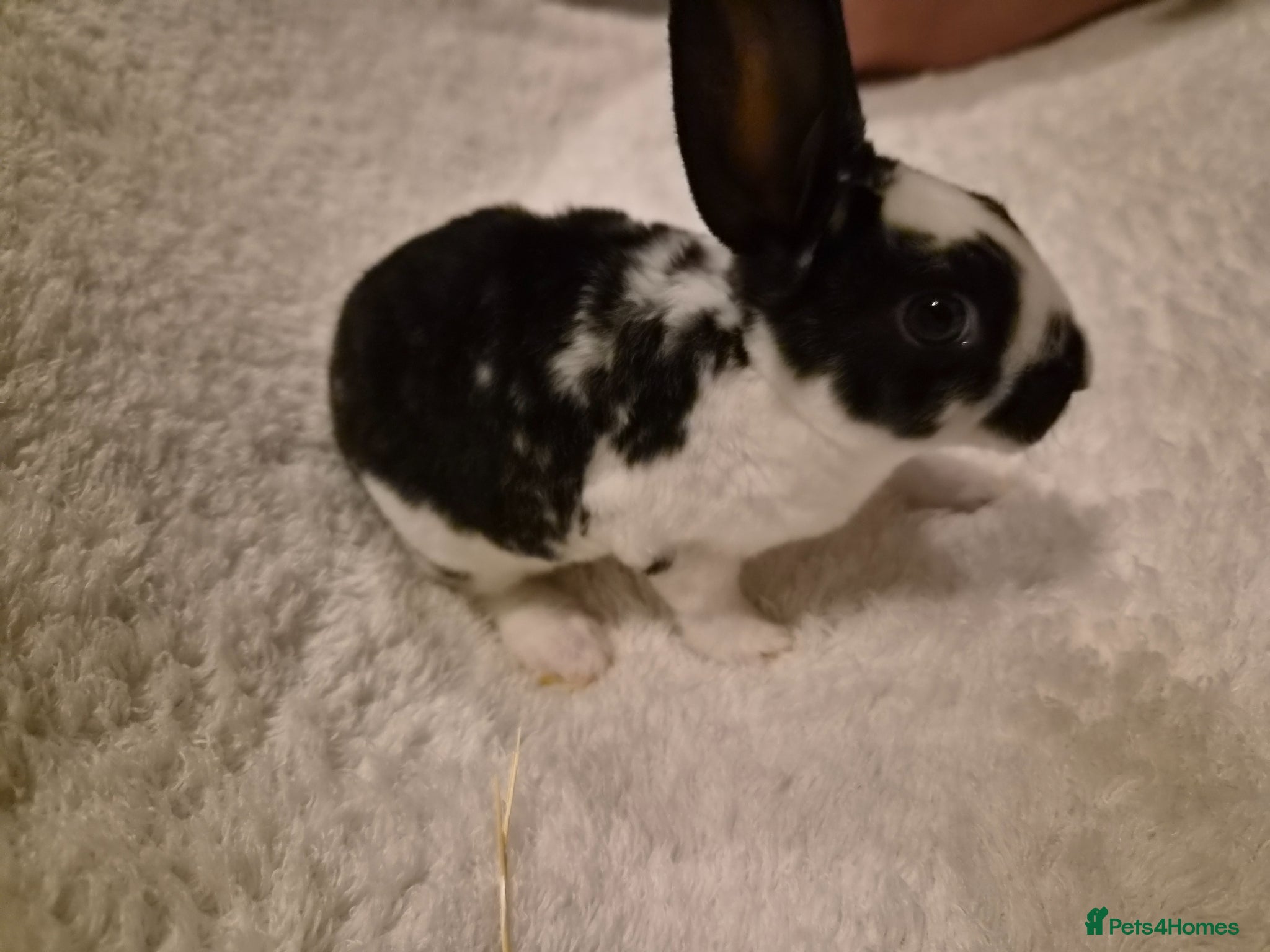 Rex rabbits 3 rex cross white spot rabbits for sale  - Advert 2