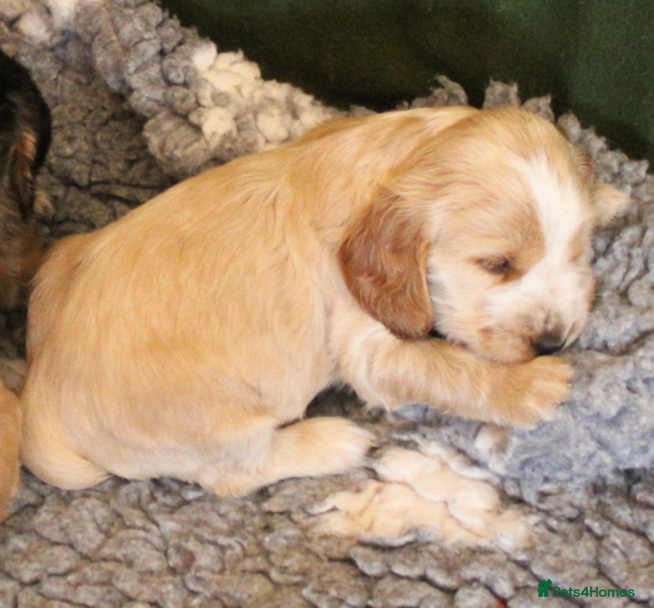 Cocker Spaniel dogs KC  Registered Show Cocker Spaniels - Advert 2