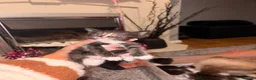 Perdoll cats for sale: 5 little baby’s  - Advert 7