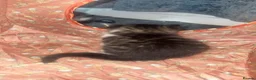 British Longhair cats for sale: Baby fluffy kittens 2 boys 2 girls  - Advert 9