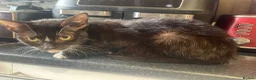 Mixed Breed cats for sale: Two beautiful female kittens in Torpoint - Advert 11