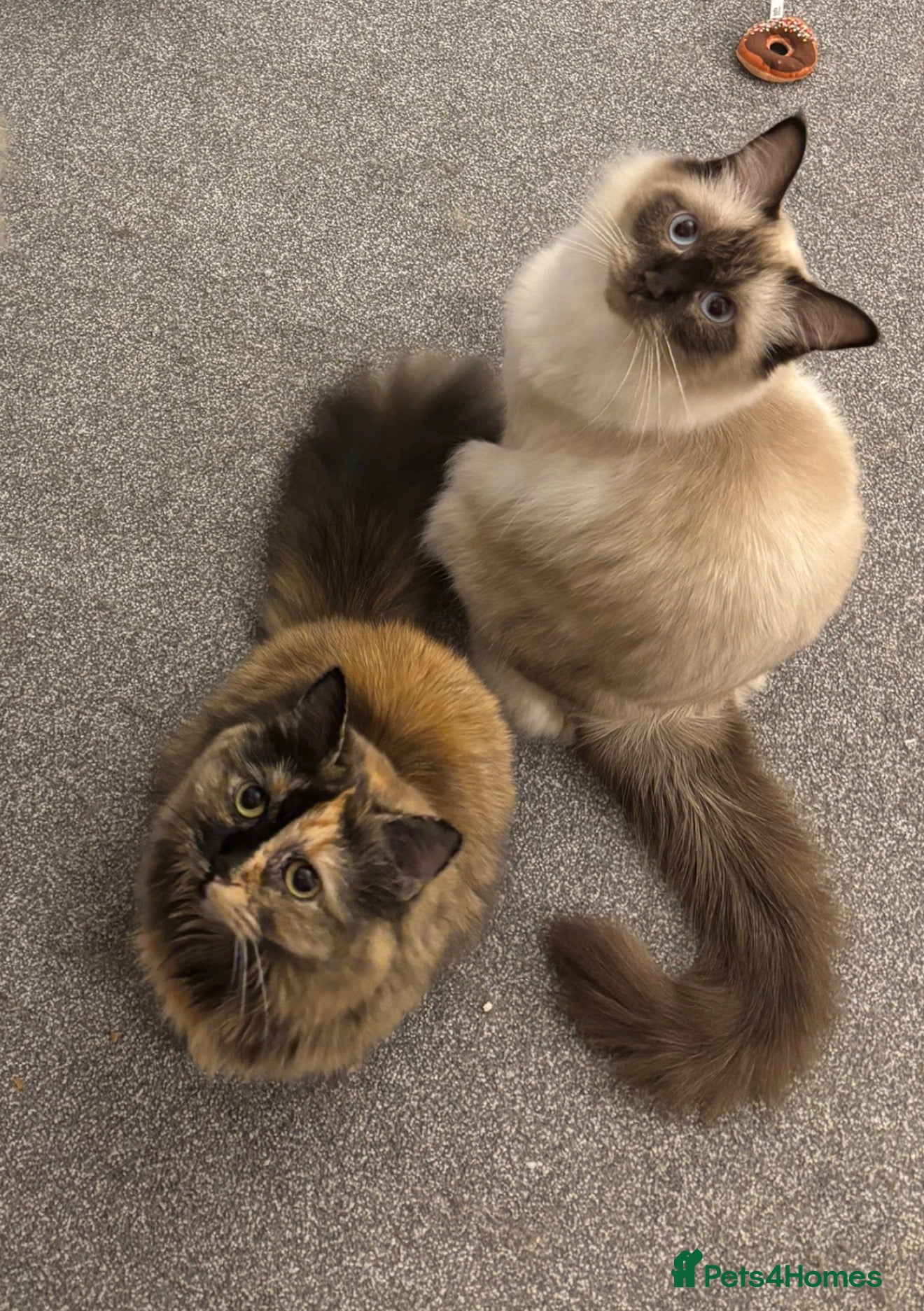 Ragdoll cats Ragdoll male tortoiseshell female  - Advert 1