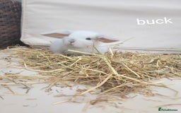 Mini Lop rabbits for sale: --Beautiful Baby Rabbits – Raised with Love & Care - Image 1