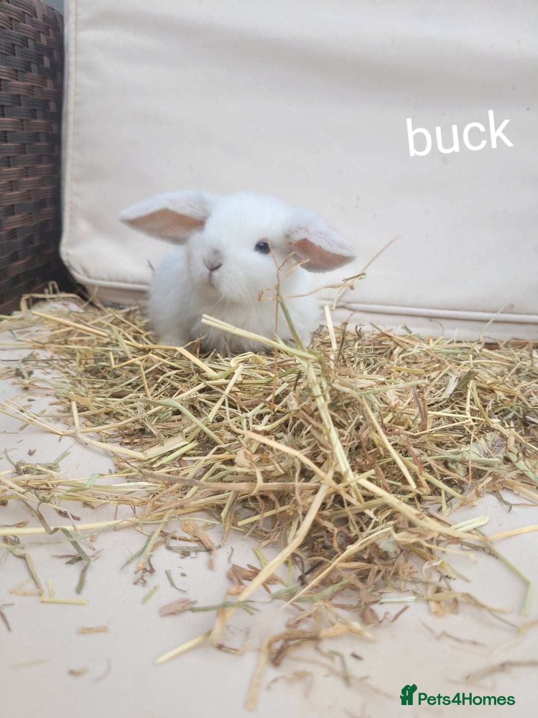 Mini Lop rabbits for sale: --Beautiful Baby Rabbits – Raised with Love & Care - Image 1