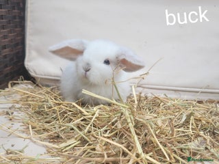 Mini Lop rabbits - Advert 12