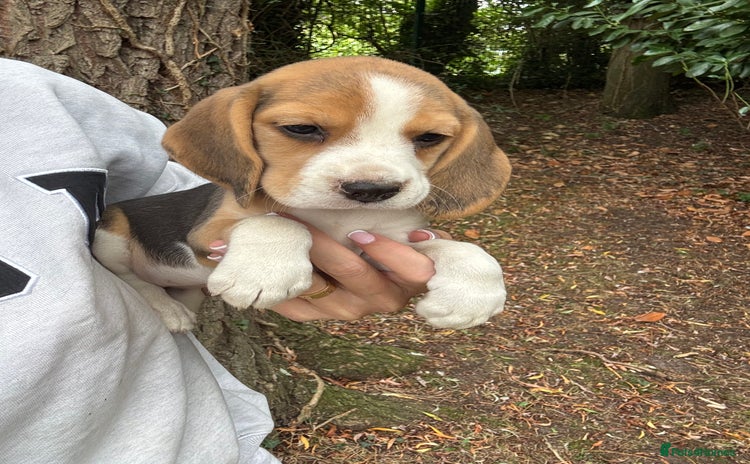 Beagle dogs - Advert 1