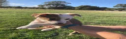 Welsh Collie dogs for sale: Welsh sheepdog puppies for sale  - Advert 3