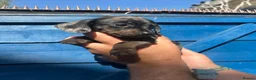 Miniature Dachshund dogs for sale: Dapple miniature dachshunds  - Advert 16