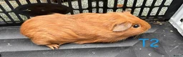 Guinea Pig rodents for sale: Young Californian x guinea pigs for sale  - Advert 4