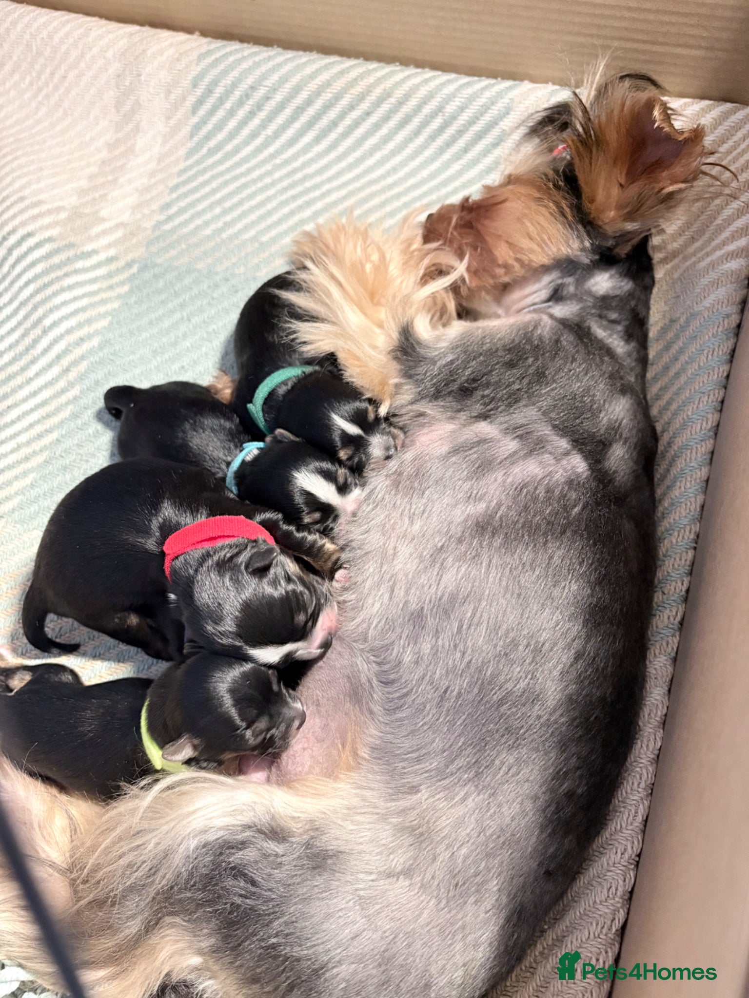 Yorkshire Terrier dogs Luxury Tiny Yorkie  Biewer puppies ✨ - Advert 3