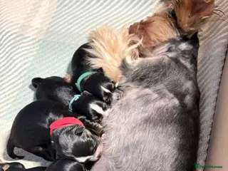 Yorkshire Terrier dogs Luxury Tiny Yorkie Biewer puppies ✨ - Advert 5