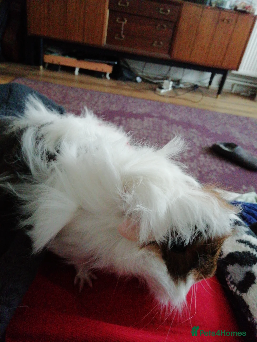 Guinea Pig rodents for sale: Sausage and Roll are looking for home - Advert 2