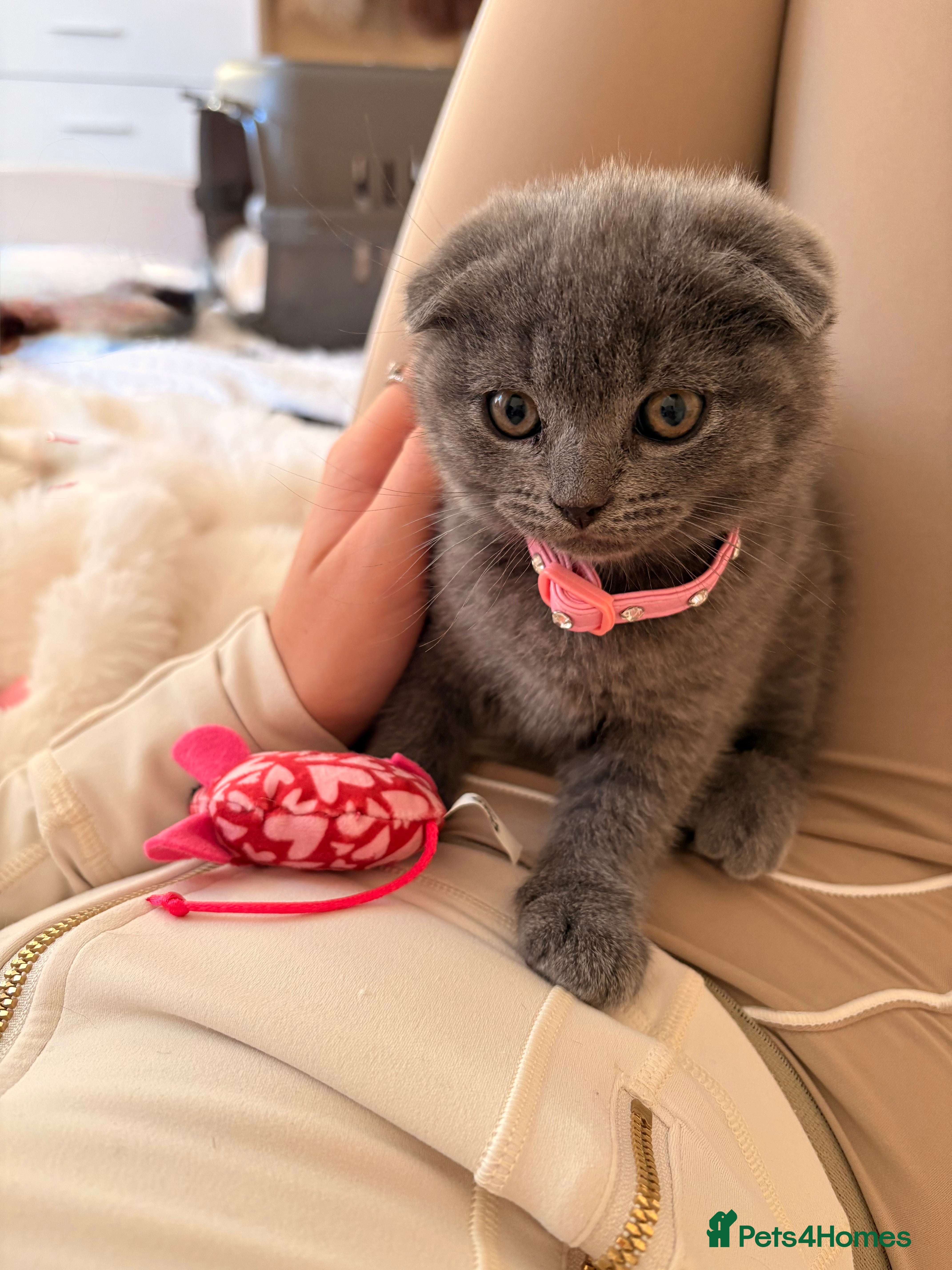 Scottish Fold cats READY NOW Female Scottish Fold Kitten - Advert 1