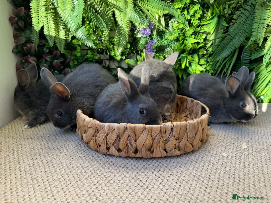 Mixed Breed rabbits for sale: Bunny’s ready to go  - Advert 2