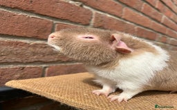 Guinea Pig rodents for sale: Teddy boy - Image 3