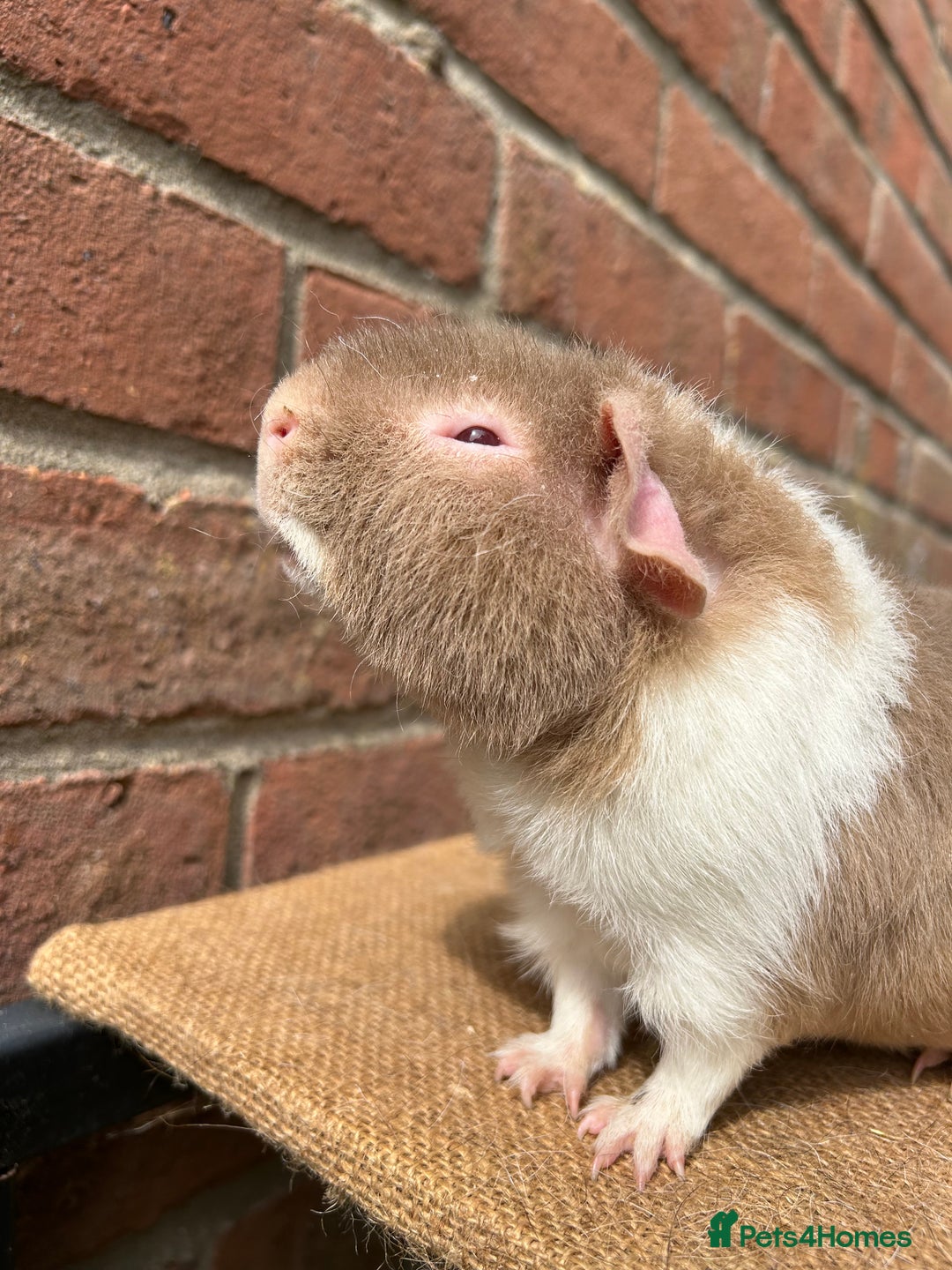 Guinea Pig rodents for sale: Teddy boy - Image 3