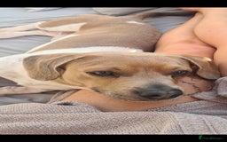Mixed Breed dogs for sale: Minautre daschund/french bulldog  - Image 5