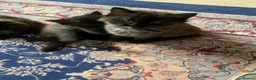 Ragdoll cats for sale: 2 Female ragdoll cats and 3 kittens-relisted - Advert 27