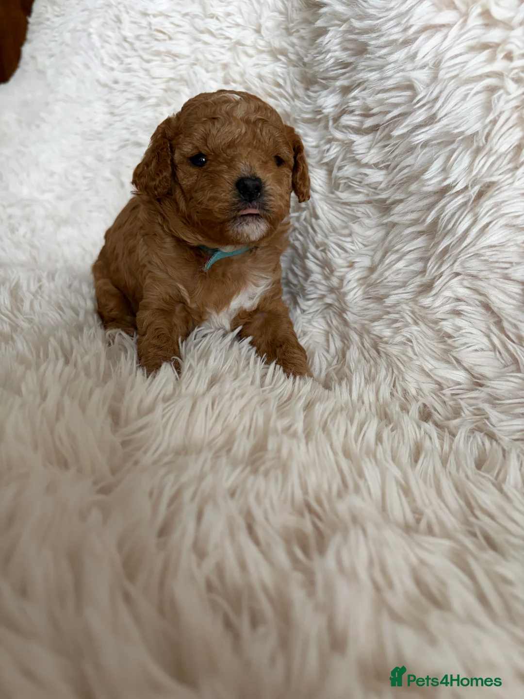 Cavapoo dogs for sale: Cavapoo Puppies F1B - Advert 3