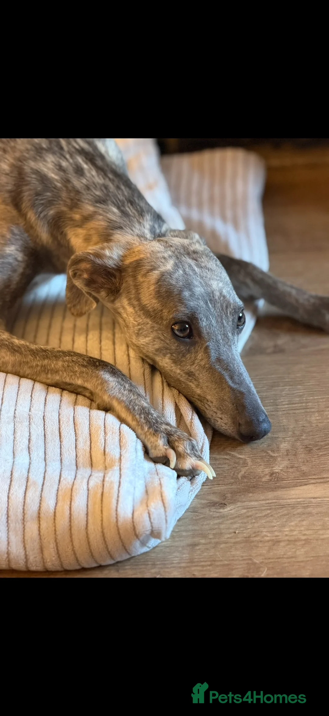 Whippet dogs for sale: CRACKING BOY  - Advert 1