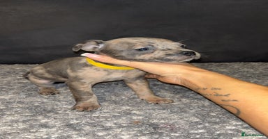 Mixed Breed dogs - Advert 3