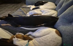 Beagle dogs for adoption: DOUG – 2 years old, Male, Beagle Boy - Advert 10