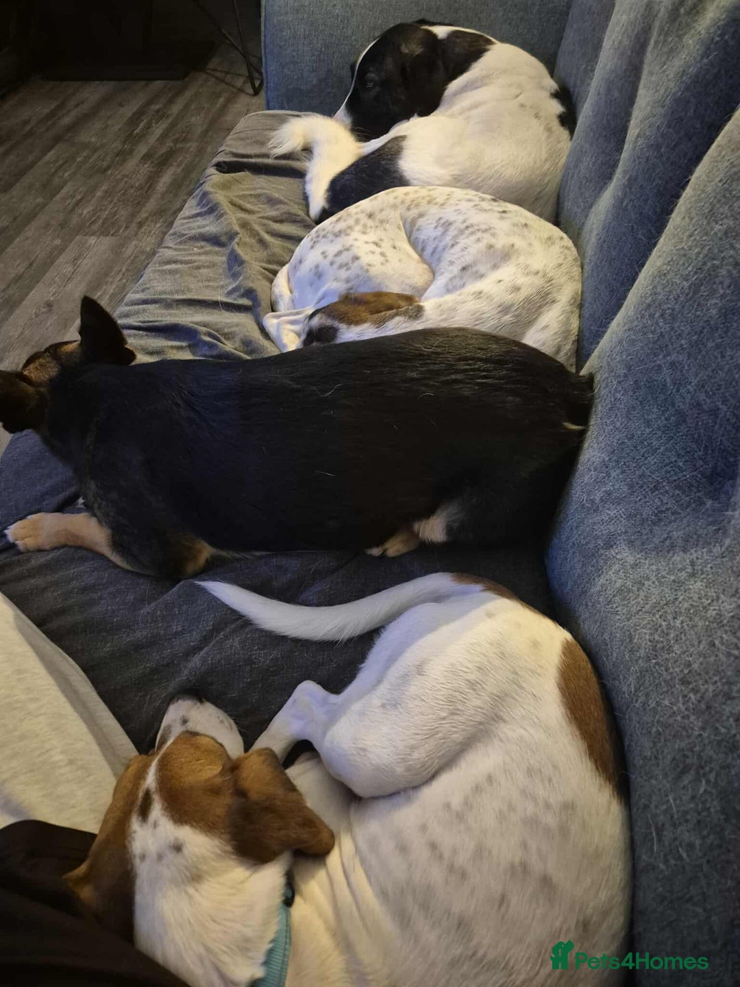 Beagle dogs for adoption: DOUG – 2 years old, Male, Beagle Boy - Advert 10