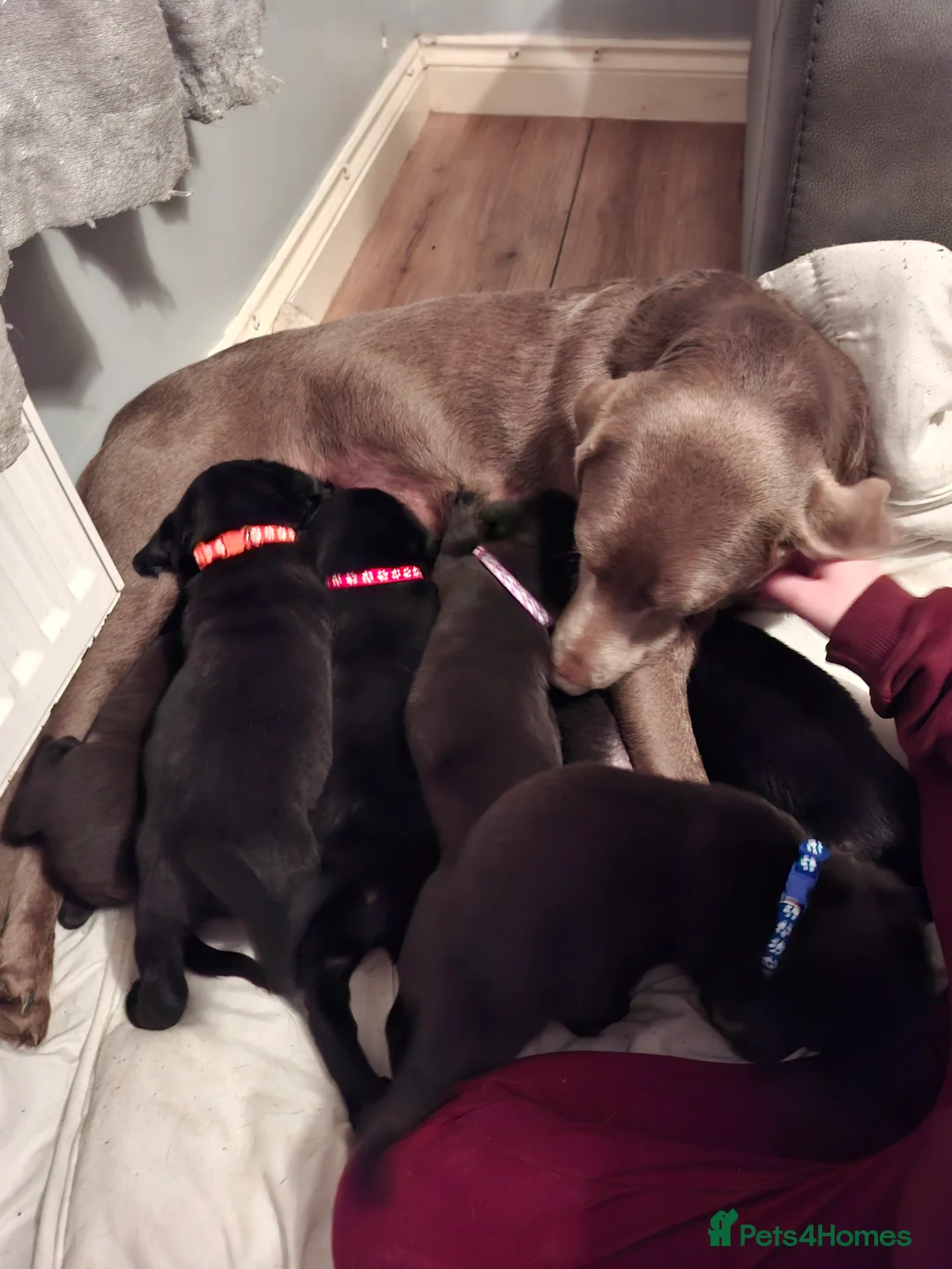 Labrador Retriever dogs for sale: KC reg black labrador  - Advert 15