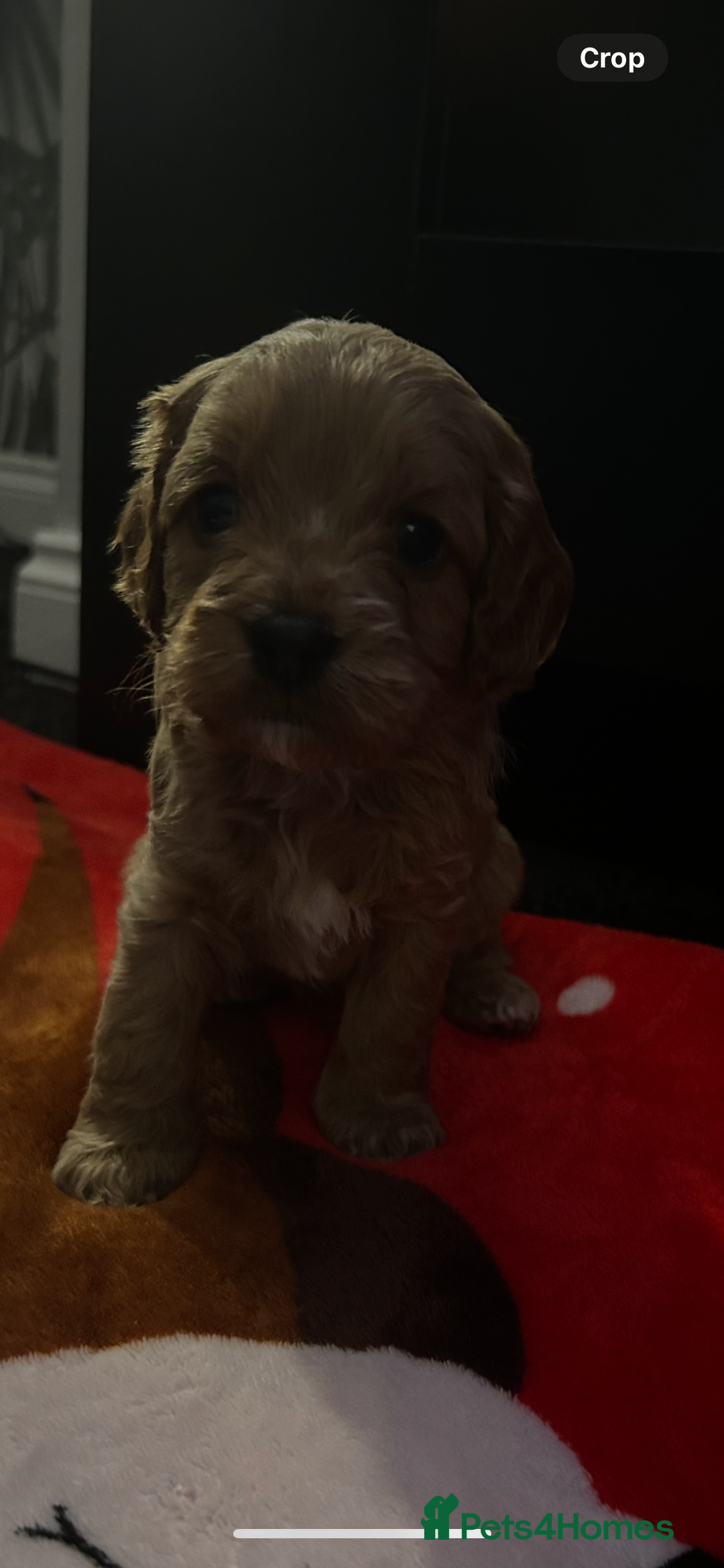 Cavapoo dogs for sale: Cavapoo - Advert 3