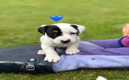 Jack Russell dogs for sale: Traditional MALE Jack Russell  - Image 8