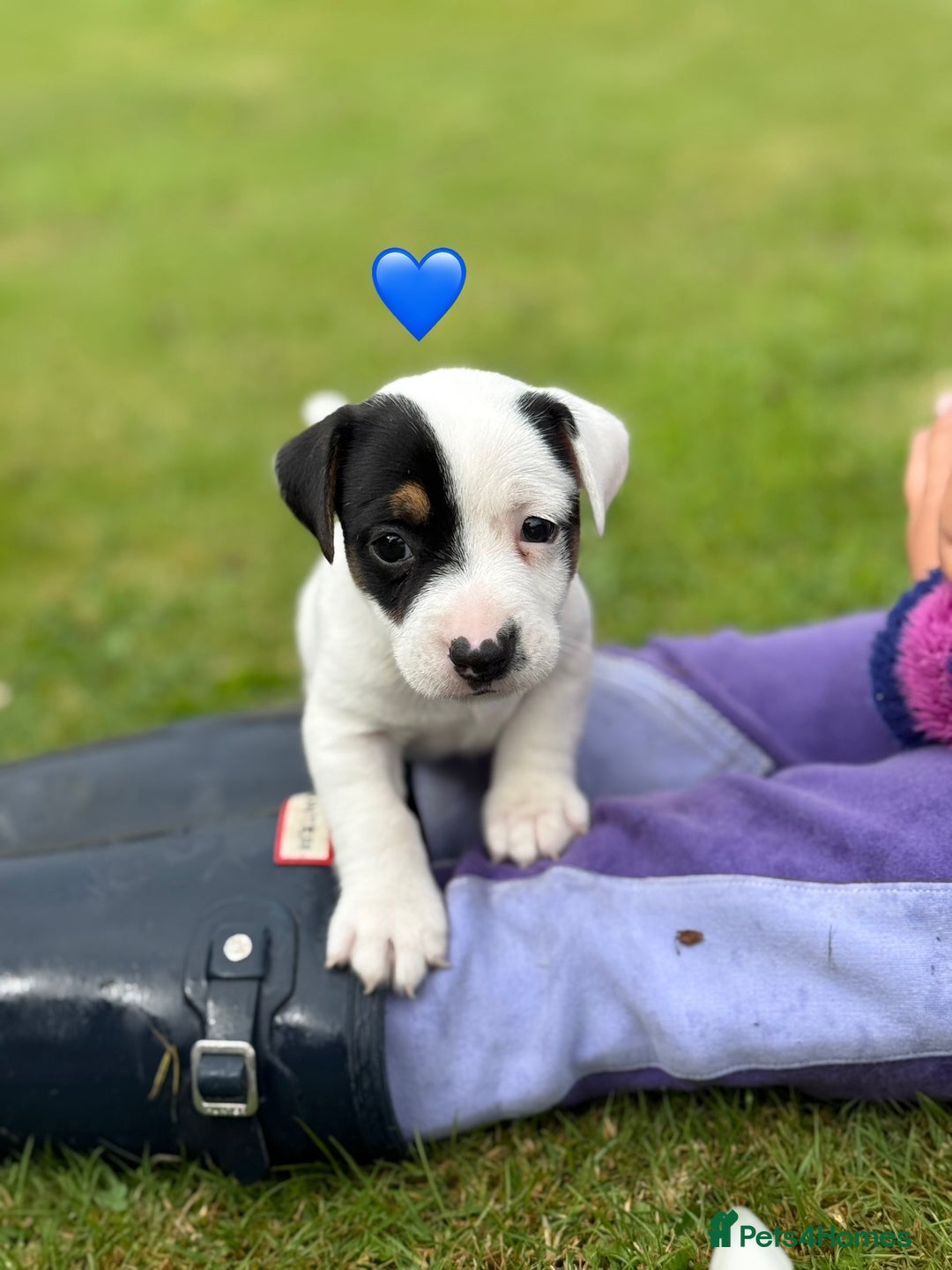 Jack Russell dogs for sale: Traditional MALE Jack Russell  - Image 8