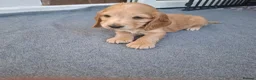 Cocker Spaniel dogs for sale: Adorable show type cocker spaniel puppies  - Advert 14