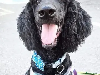 Standard Poodle dogs Loveable boy needs a new loving home - Advert 1