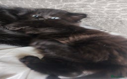 Mixed Breed cats for sale: Fluffy black kittens  - Image 5