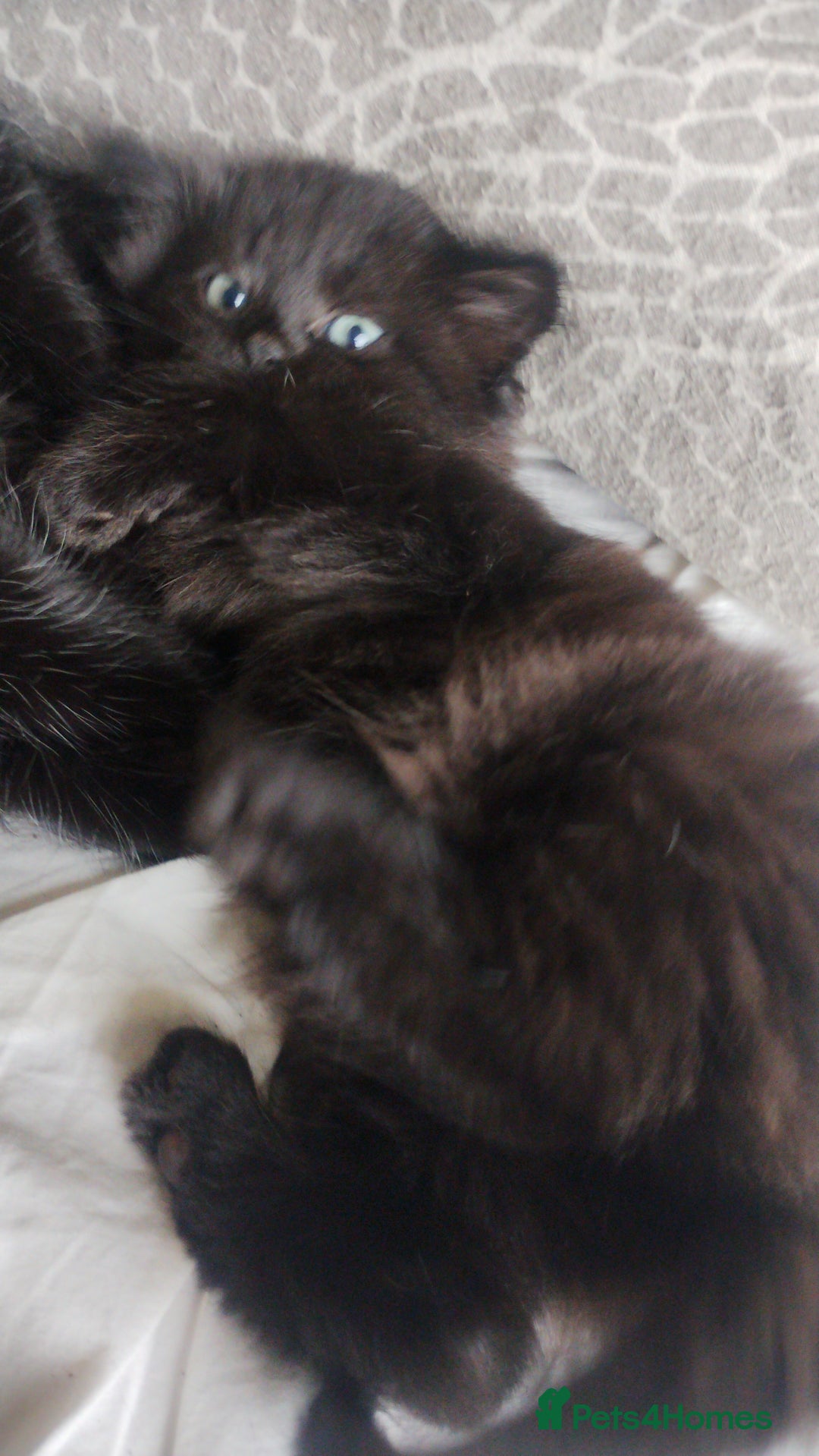 Mixed Breed cats for sale: Fluffy black kittens  - Image 5