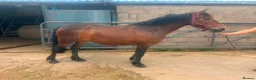 Exmoor horses for sale:  13'2 of fun and memories waiting to be made  - Advert 2